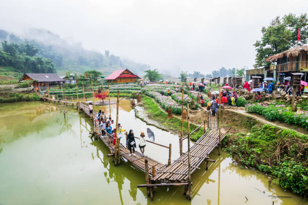 View of traveler walked around the wooden pavement, house, paddy field and green mountain at Cat Cat village at Sa Pa,  Lao Cai Province, Vietnam stock photo