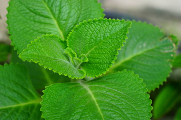istock Indian Borage,Plectranthus Amboinicus 1172787313