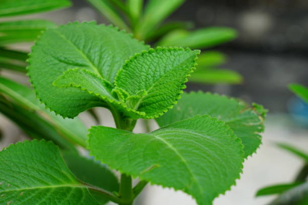 istock Stem of Indian Borage 1172787368