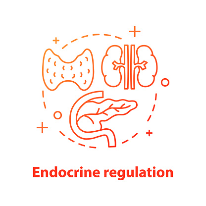 Endocrine regulation concept icon. Endocrinology idea thin line illustration. Healthcare. Thyroid gland, pancreas. Vector isolated outline drawing
