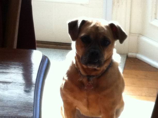 istock Puggle Dog in Shadow 1172788091