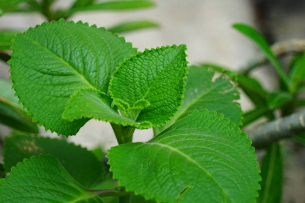 istock Indian Borage,Plectranthus Amboinicus 1172788174