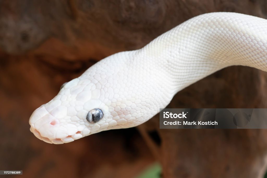Python Snake Full White White Ball Python Snake Stock Photo - Download Image Now - Animal ...