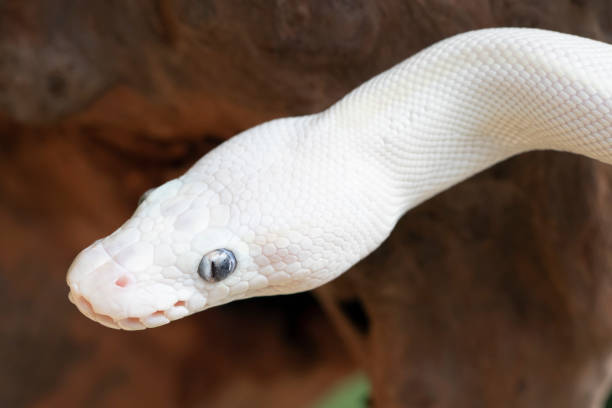 White Mini Ball Python 1,000+ Ball Python Close Up Stock Photos, Pictures & Royalty-Free ...
