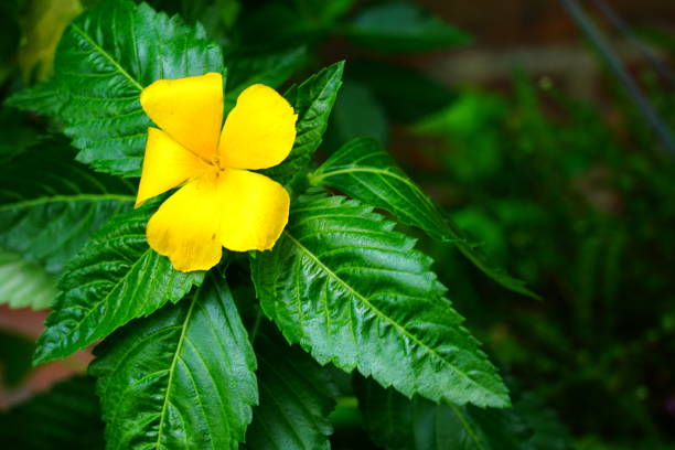 istock West India holly Yellow alder 1172788437