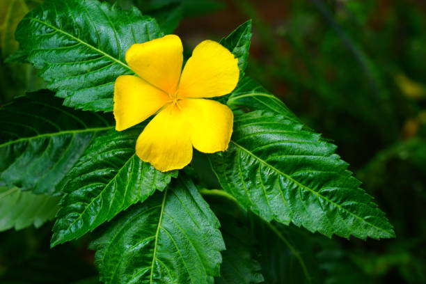 istock West India holly Yellow alder 1172788471