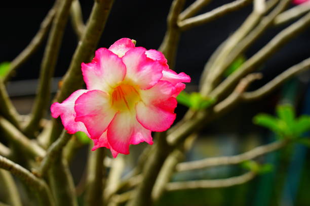 Thailand, Adenium, Azalea, Beauty, Bignonia