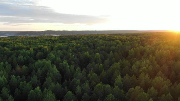 istock picturesque green dense forest tree tops lit by morning sun 1172789642