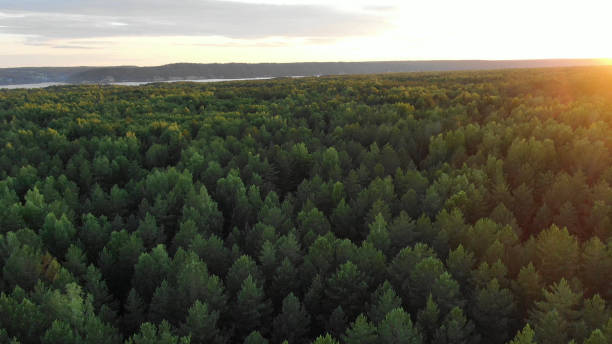 istock pictorial green thick forest trees against river on horizon 1172789648
