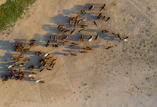 Wild Horses in Kayseri / Turkey. Taken via drone