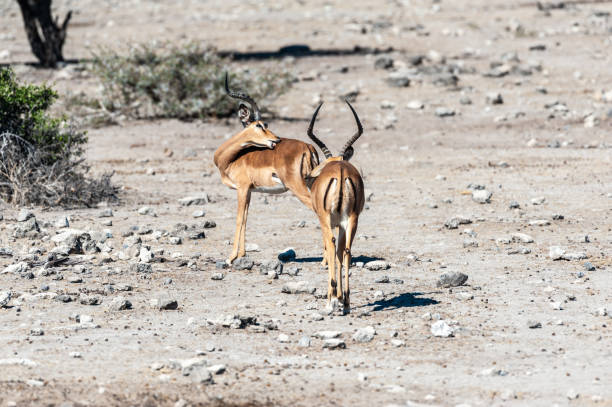 istock Impalas in Etosha National Park 1172790298