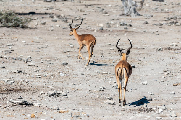istock Impalas in Etosha National Park 1172790305