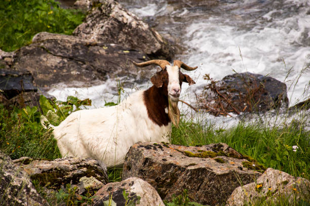 istock goats graze in south Tyrol eleven 1172791193