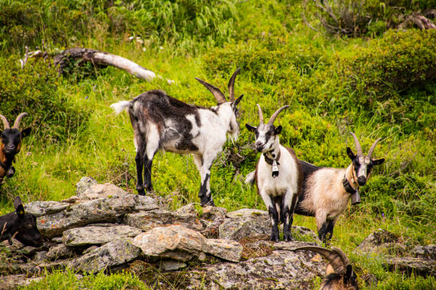 istock goats graze in south Tyrol two 1172791197