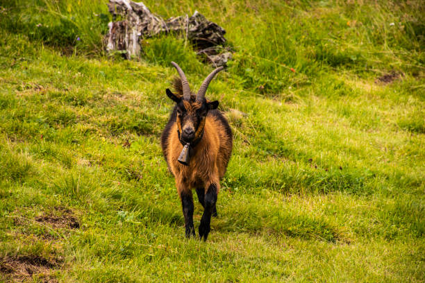istock goats graze in south Tyrol 1172791631