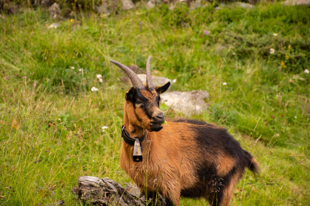istock goats graze in south Tyrol four 1172792326