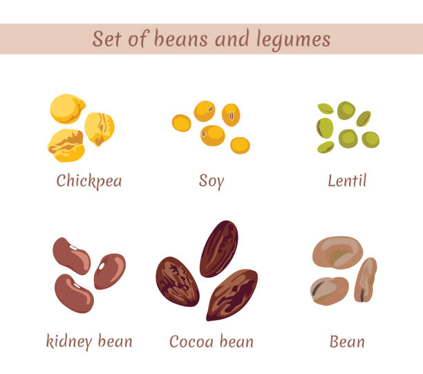 콩과 콩의 집합입니다. 병아리콩, 콩, 렌즈콩, 신장 콩, 코코아 콩, 흰색 배경에 고립 된 콩. 벡터 플랫 일러스트레이션입니다. - soybean fava bean broad bean bean stock illustrations