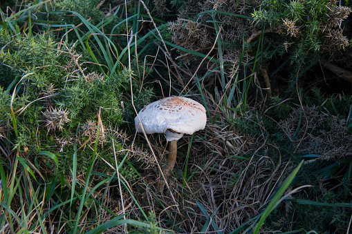 A Parasol Mushroom on moorland in Cornwall in early autumn