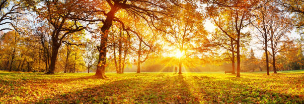 istock trees in the park in autumn on sunny day 1172793468