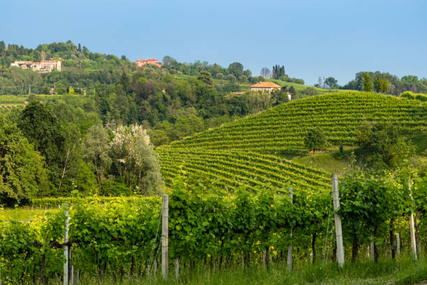 istock Conegliano Veneto - Collabrigo - the prosecco hills 1172793589