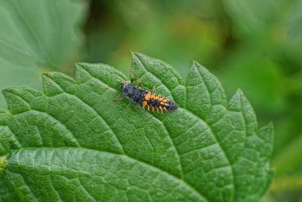 istock colored beetle sits on a green leaf of nettle 1172793764
