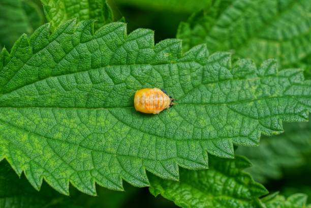 istock one small yellow beetle sits on a green leaf 1172793828
