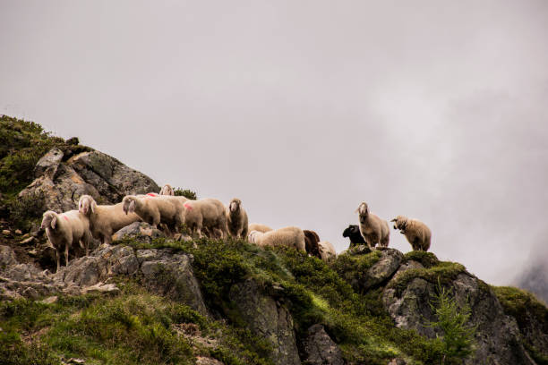 istock sheep graze in Tyrol one 1172793864