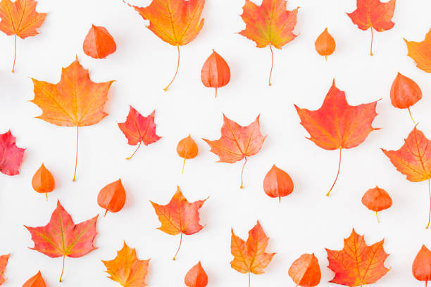 istock Flat lay pattern with colorful autumn leaves on a white background 1172794685