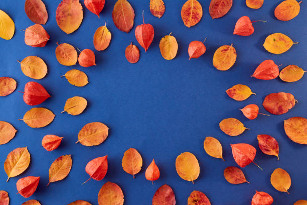 istock Flat lay composition with colorful autumn leaves on a blue background 1172794717