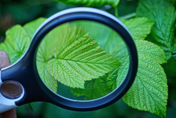 istock one black magnifier increases the green leaf raspberries 1172794848