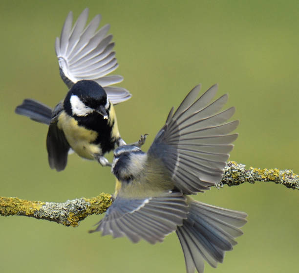 istock Nuthatch, Great Tit, Goldfinch, Pheasant and Blue Tit in flight and perching 1172795457