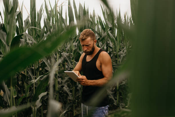 istock Young farmer in filed holding tablet in his hands. 1172796138