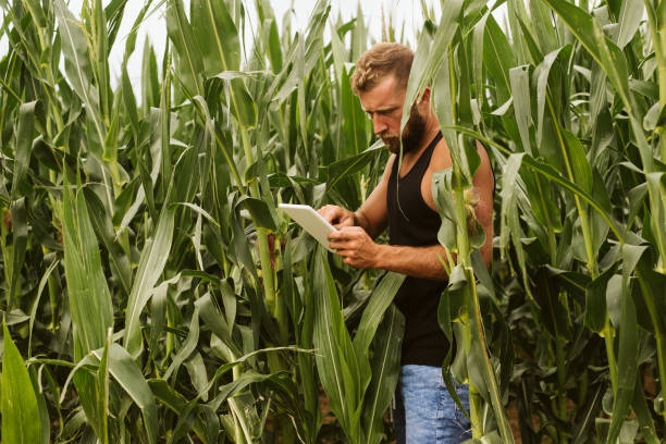 istock Young farmer in filed holding tablet in his hands. 1172796552