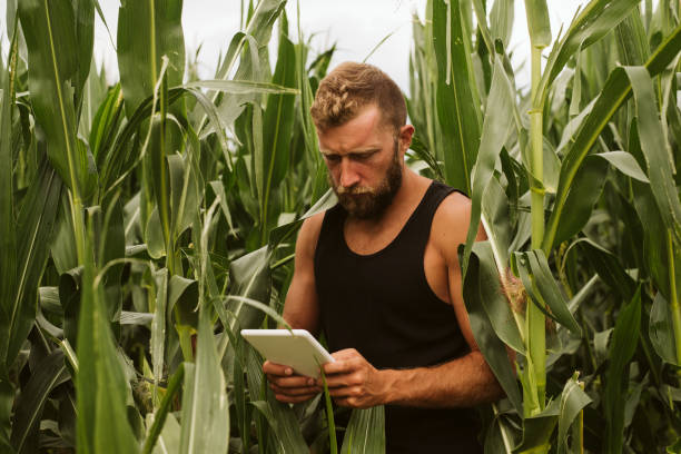 istock Young farmer in filed holding tablet in his hands. 1172796568