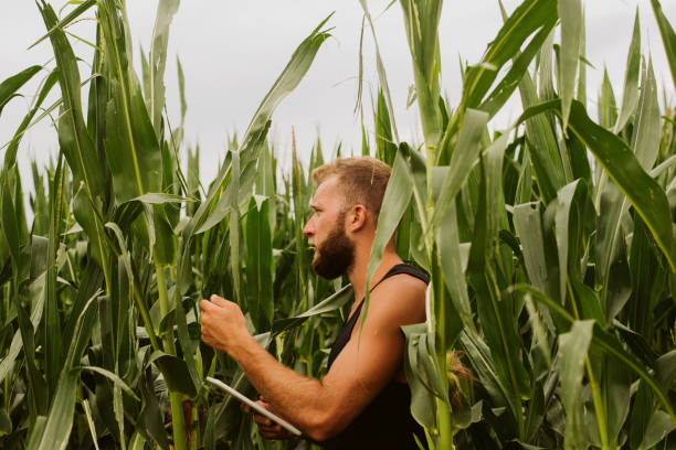 istock Young farmer in filed holding tablet in his hands. 1172796586