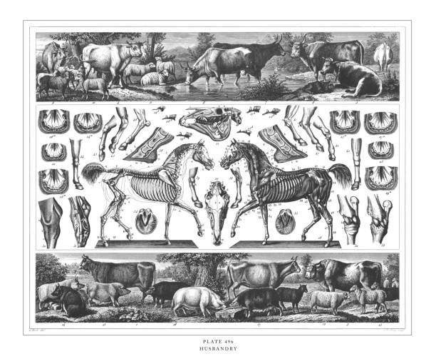 husbandry gravur antike illustration, veröffentlicht 1851 - horse animal skeleton anatomy animal stock-grafiken, -clipart, -cartoons und -symbole