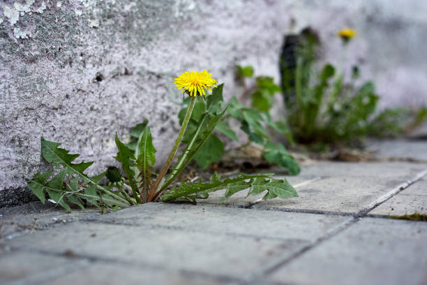 istock flower dandelion growing in brick 1172799136