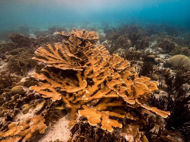 zeegezicht van koraal rif in de caribische zee rond curacao met elkhorn koraal en spons - acropora palmata stockfoto's en -beelden