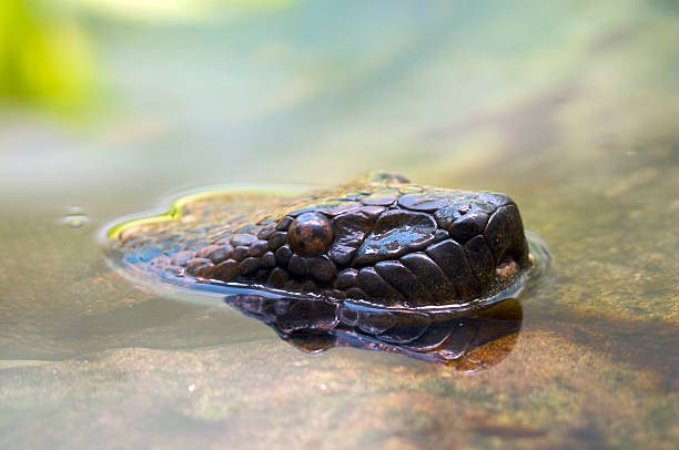 Snake portrait in nature. Similar photos here: