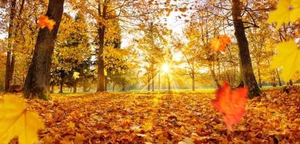 istock trees in the park in autumn on sunny day 1172800517