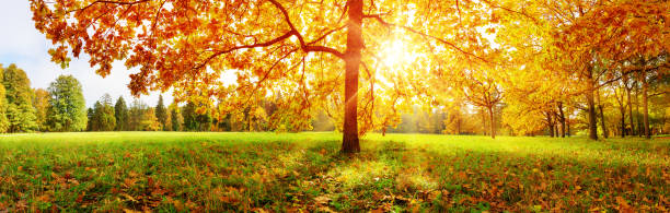 istock trees in the park in autumn on sunny day 1172800585