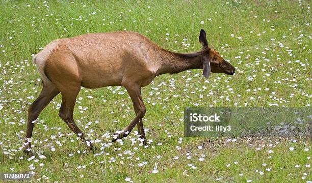 Elk Su Un Prato Femminile - Fotografie stock e altre immagini di Alberta - Alberta, Ambientazione esterna, Ambientazione tranquilla