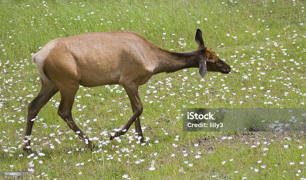 elk kobiety na Łąka - Zbiór zdjęć royalty-free (Alberta)