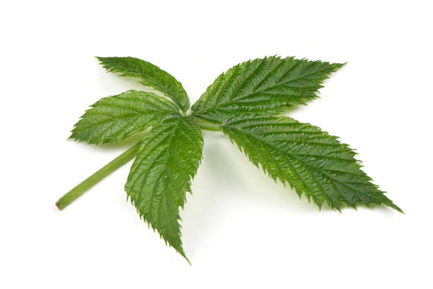 istock Leaf of blackberry 1172801881