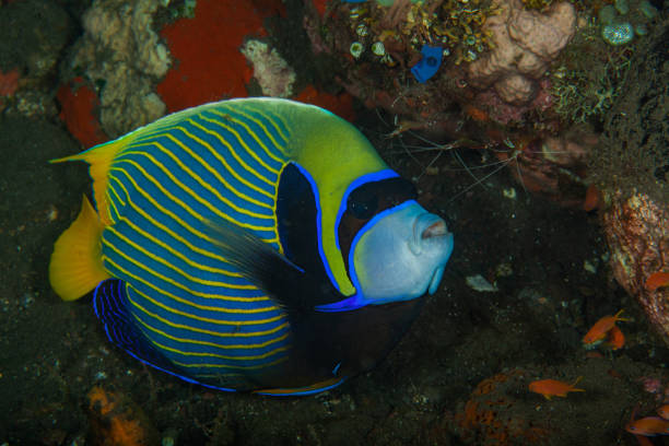 istock tropical fish,angel fish king angel, 1172802203