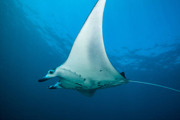 istock Manta in the blue background 1172802532
