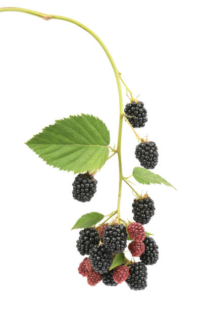 istock Ripe and unripe blackberry 1172802551