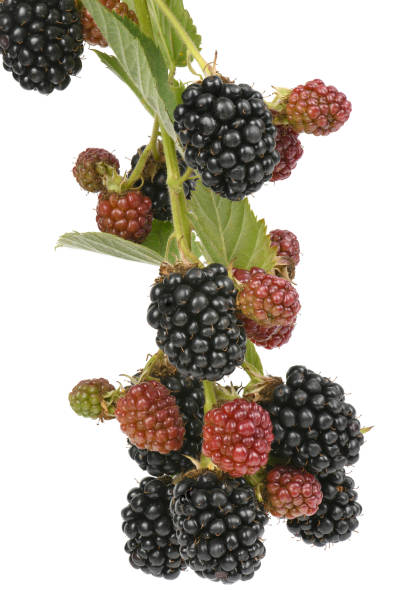 istock Ripe and unripe blackberry 1172803134