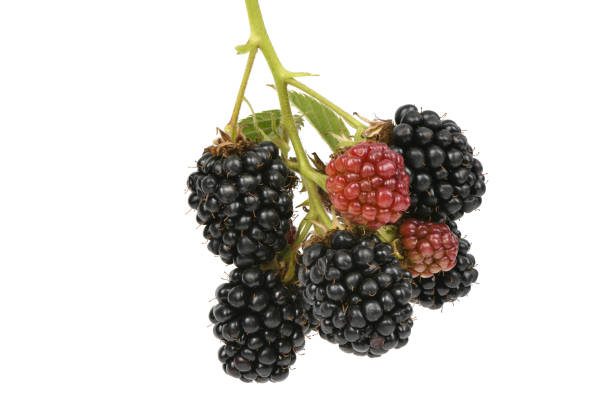 istock Ripe and unripe blackberry 1172803158
