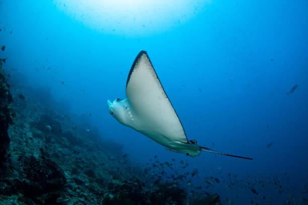 istock Manta in the blue background 1172803310